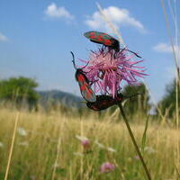 WidderchenWiesenflockenblume_V DN_UtaH