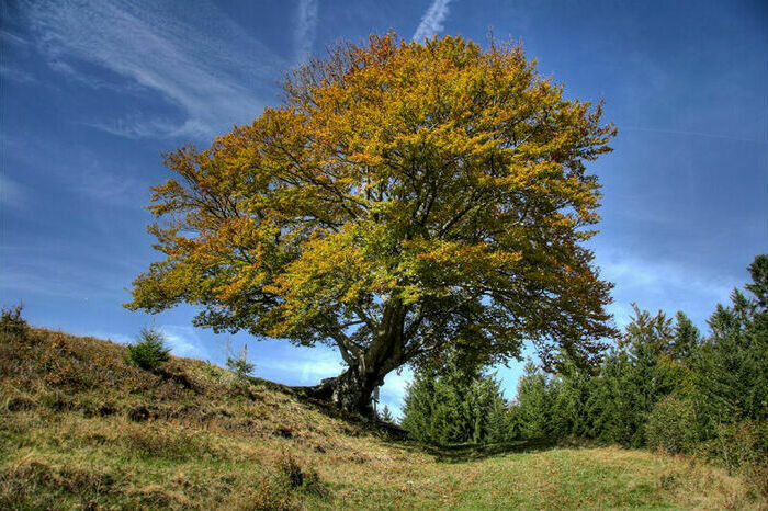 weidbuchechristophwasmer